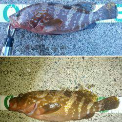 今季初日本海アコウ遠征